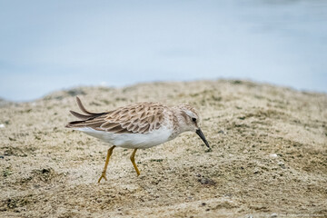 aves es estado natural y salvaje