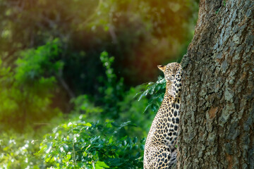 A leopard is hanging from a tree.