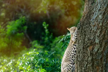 Tuinposter A leopard is hanging from a tree. © Viraj
