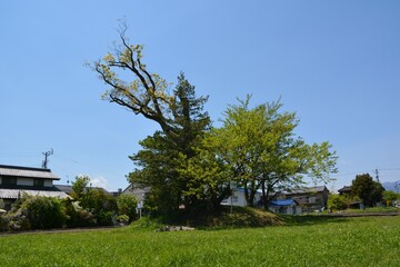 Obraz premium 信濃国 井川城 伝櫓台跡