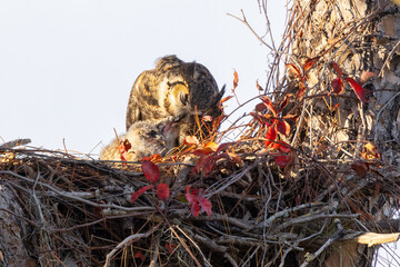 A great horned owl (Bubo virginianus) takes care of her offspring in Manatee County, Florida