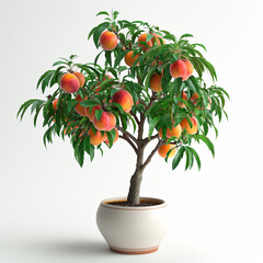 The potted peach tree bears many fruits
