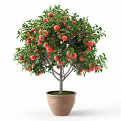 Naklejka premium The potted peach tree bears many fruits
