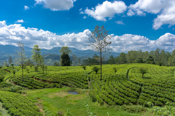 Beautiful highland nature of the island of Sri Lanka.