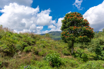 Beautiful highland nature of the island of Sri Lanka.