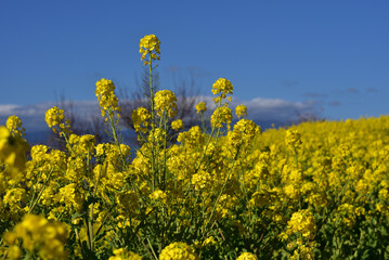 新春の陽光を浴びて満開の菜の花
