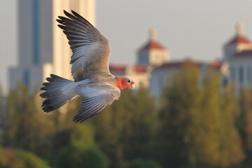 Galah Cockatoo parrot flying in the sky. Free flying bird