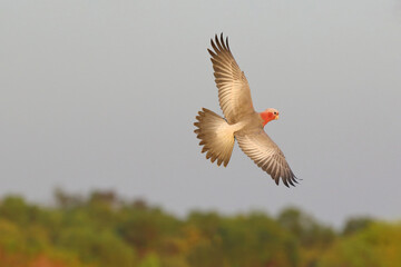 Galah Cockatoo parrot flying in the sky. Free flying bird