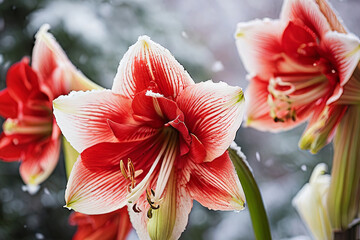 Abstract snow backdrop with amaryllis bloom. Captivating winter floral image in serene setting. Ideal for diverse designs.