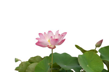 Image of lotus flower isolated on transparent background png file.
