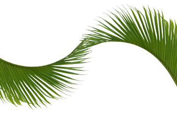 Image of growing palm leaves isolated on transparent background png file.