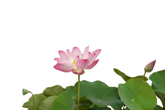 Image of lotus flower isolated on transparent background png file.