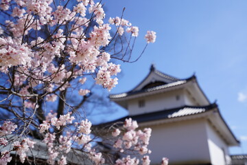 cherry blossom with Japanese castle
