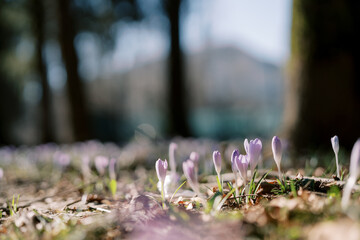 Purple crocuses with closed buds on a sunny lawn among fallen leaves