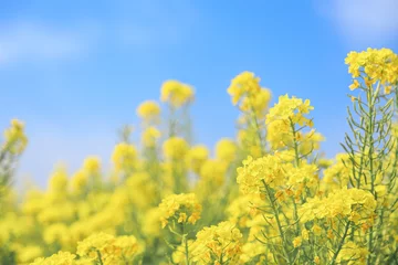 Zelfklevend Fotobehang 青空に咲く菜の花のアップ © yslab02