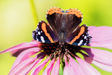 The day butterfly Admiral from the Nymphalidae family sits on the inflorescence of a flower.