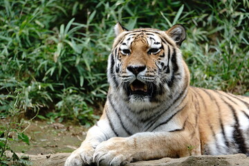 face of tiger in zoo