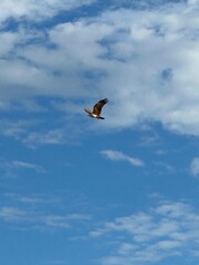 Wings carve whispers against boundless blue, a solitary soul etched in sunlight. Freedom takes flight