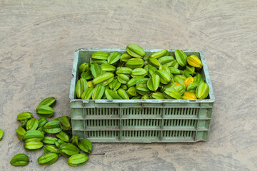 Green Carambola or star fruits in a basket after harvesting 