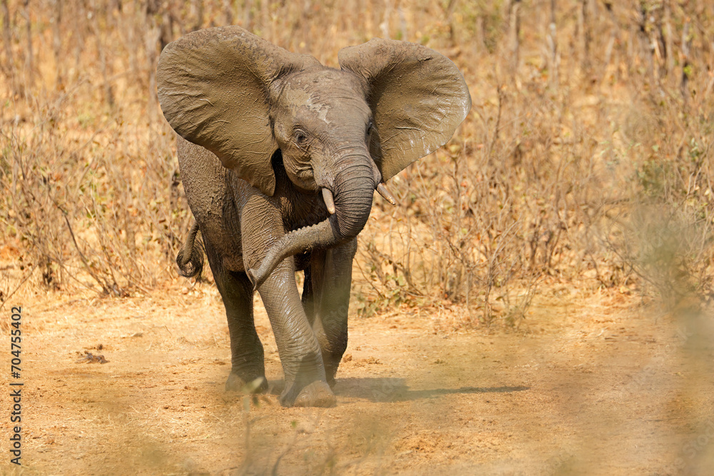 Wall mural An aggressive African elephant (Loxodonta africana), Kruger National Park, South Africa.