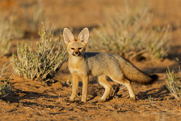 A Cape fox (Vulpes chama) in early morning light, Kalahari desert, South Africa. - obrazy, fototapety, plakaty