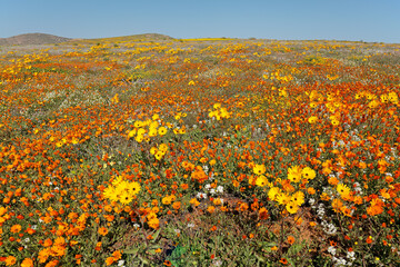 Colorful spring blooming wildflowers, Namaqualand, Northern Cape, South Africa.