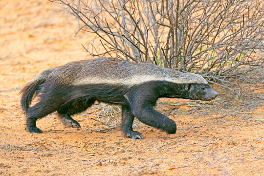 A honey badger (Mellivora capensis) in natural habitat, Kalahari desert, South Africa.