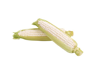 Fresh white sweet corns , Hokkaido pure white corn transparent png - obrazy, fototapety, plakaty