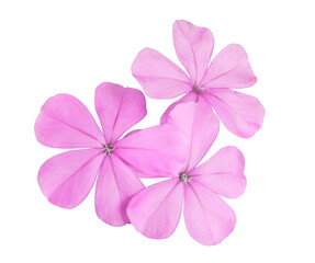 White plumbago or Cape leadwort flower. Close up pink flower bouquet isolated on transparent background.