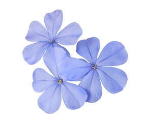 White plumbago or Cape leadwort flower. Close up small blue flower bouquet isolated on transparent background.