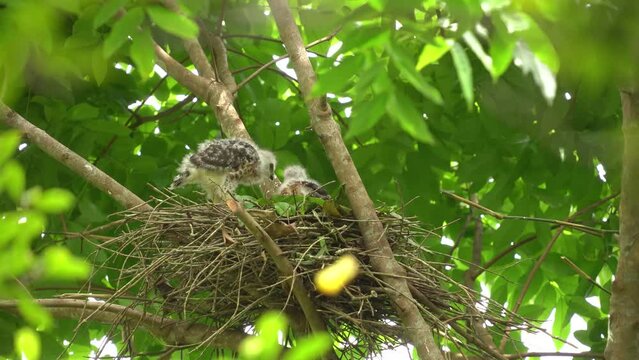 two crested goshawk chicks are in the nest, waiting for their parents to come with food