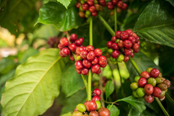 Raw arabica coffee beans in coffee plantation