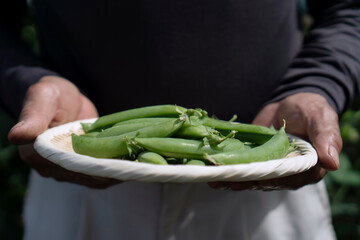 A man harvesting snap peas.  スナップエンドウを収穫する男性