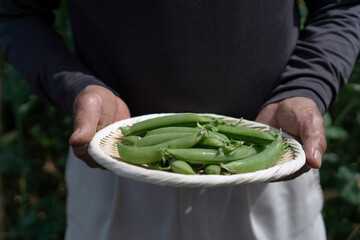 A man harvesting snap peas.  スナップエンドウを収穫する男性