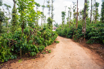 Coffee tree with fresh arabica coffee bean in coffee plantation on the mountain