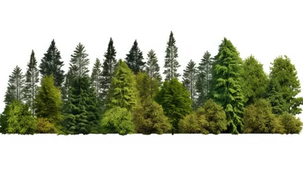 Foto op Aluminium Tree line. A row of green trees and shrubs in summer on a white background. © crazyass