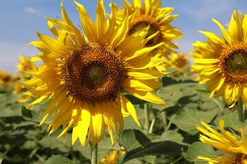 sunflower in the field