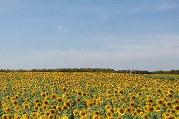 Fototapeta premium field of sunflowers