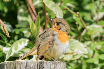 A small songbird, Robin (Robin), from the flycatcher family, sits on a wooden post.