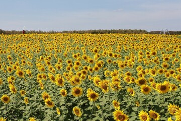 Fototapeta premium sunflower field in the country