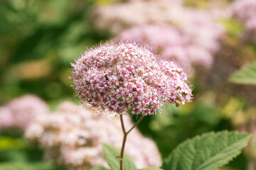 Pink spirea blooms in the summer garden. Fragrant inflorescence of small pink flowers close up.