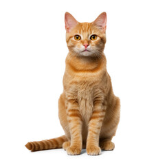 Short hair orange cat, sitting up isolate on transparency background png 