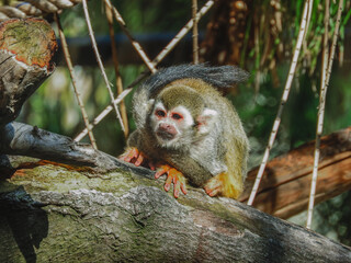Naklejka na ściany i meble Squirrel monkey lying on a branch in its enclosure