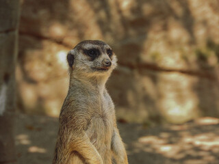 Beautiful meerkat guarding the flock