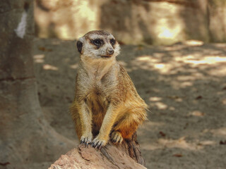 Meerkat living in a nature reserve