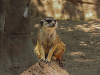 Meerkat alert on a log, ready to escape