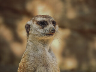 Closeup from the front of a meerkat that is looking