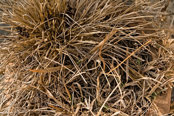 picture of dried and dead grass in a flower pot