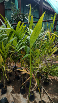 Canna Indica Tree in the Nursery