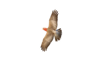 Beautiful of Galah Cockatoo flying isolated on transparent background png file